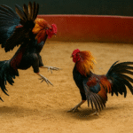 Peleas de gallos en Puerto Rico